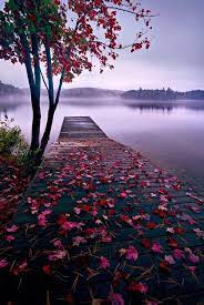 As a premium florist, we pledge to go beyond your expectations. Flower Flowers And Forest Image 4638510 On Favim Com