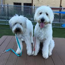 They offer the akc s.t.a.r. K9 Training At K9 University Chicago For All Levels Of Ability