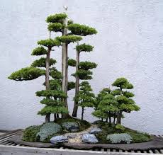Bonsai Tree Care Make A Nice Plant Bonsai Plant Juniper Bonsai Bonsai Forest Bonsai Tree Care