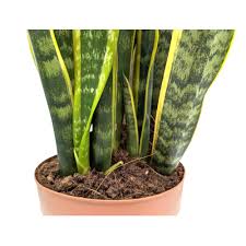 Image result for Asplenium laurentii