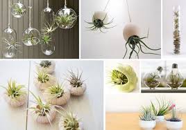 Turboprop, turbojet, turbofan, rocket engines, etc. Air Plants Tillandsia Swan Lake Nurseryland