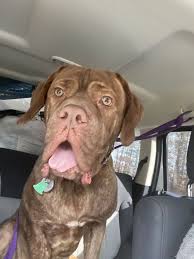 This very special dog is 1.5 years old and weighs 45 pounds. Dog For Adoption Dudley A Cane Corso In Raleigh Nc Petfinder
