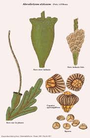 Image result for Abrodictyum