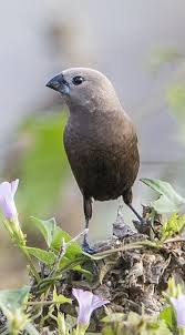 Capuchino Canoso Grey Headed Munia Graukopfnonne Capucin Gris Beautiful Birds Colorful Birds Birds