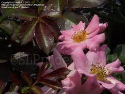 900 x 900 jpeg 517 кб. Plantfiles Pictures Shrub Rose Bubblicious Rosa By Daylilyslp