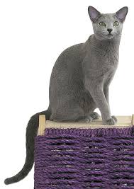 Russian Blue Cats Wiki Fandom