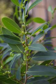Image result for Ficus obliqua