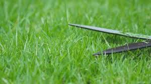 The blade is also coated with black xylan to prevent rusting. Gardening Trimming Grass With Stock Footage Video 100 Royalty Free 3583850 Shutterstock