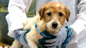 We are located in central nj, near the ocean. 188 Dogs Living In Squalor Removed From New Jersey Home Abc News