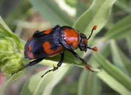 Btw my name is aidan jerzgrrrl72 Conservationists Say Endangered Beetle Species Found In Ohio