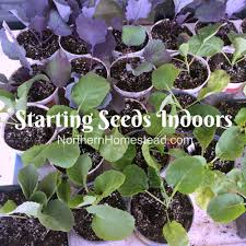 Starting Seeds Indoors