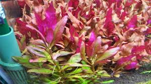 The delicate leaves of alternanthera reineckii mini come in vibrant shades and shapes. Alternanthera Reineckii Ocipus Moss Plant Rare Plants Plants