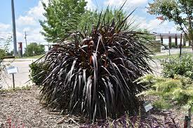 Check spelling or type a new query. Princess Caroline Fountain Grass Pennisetum Purpureum Princess Caroline In Denver Centennial Littleton Aurora Parker Colorado Co At Tagawa Gardens