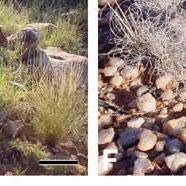 Image result for Coleochloa pallidior