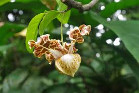 Image result for Monodora junodii