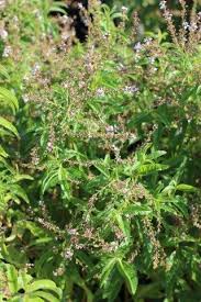 Image result for Aloysia citrodora