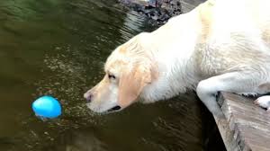 The Struggles Of Stella Youtube Dog Names Cute Funny Animals Funny Animals