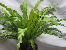 Image result for Asplenium angolense