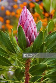 Protea Flower In Cape Town South Africa Protea Protea Flower Image