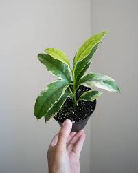 Image result for hoya multiflora