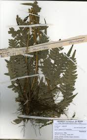 Image result for Pteris atrovirens