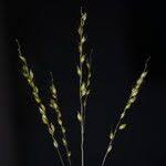 Image result for Alloteropsis paniculata