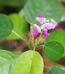 Image result for Grona ramosissima