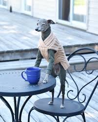 The best memes from instagram, facebook, vine, and twitter about italian greyhound. Gay Couple Dresses Up Their Italian Greyhound In Trendy Clothes And She Has Become A Fashion Icon 71 Pics Bored Panda
