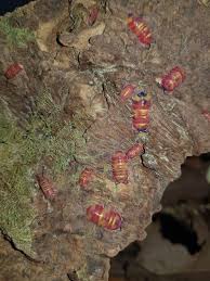 Image result for Alinula sp.