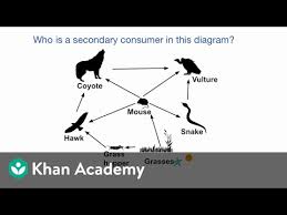 Food web definition class 10. Example Identifying Roles In A Food Web Video Khan Academy