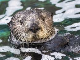 Monterey Bay Aquarium And Aquarium Of The Pacific Partner To Expand Sea Otter Surrogacy Program In 2020 Sea Otter Otters Otter Pup