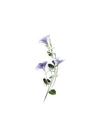 Morning Glory Still Mary Jo Hoffman Minimalist Flowers Morning Glory Tattoo Flower Tattoos Big morning glory flower bouquet flower tattoo design. morning glory tattoo