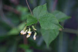 Image result for Rhynchosia elegans