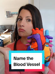 Understanding the Aorta: Key Features and Functions