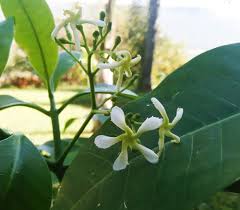 Image result for Tabernaemontana penduliflora