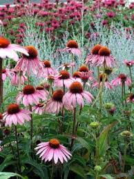 Echinacea Echinacea Trees To Plant Beautiful Flowers