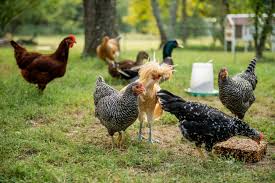 How To Treat Coccidiosis In Chickens Tractor Supply Co