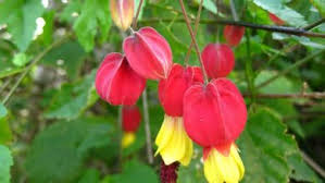 Image result for Celosia stuhlmanniana