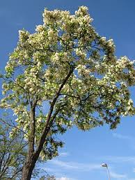 Image result for Robinia