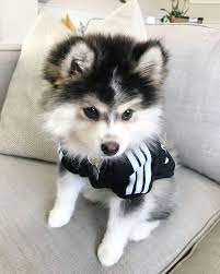 Everything You Want To Know About Pomsky Husky Pomeranian Including Grooming Training Health Problems Hist Pomsky Dog Pomsky Puppies Cute Dogs And Puppies