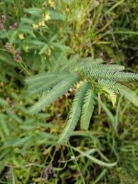 Image result for Chamaecrista mimosoides