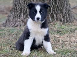 In addition to making a great companion. Border Collie Husky Puppies For Sale Off 62 Www Usushimd Com