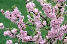 We did not find results for: How To Turn A Shrub Into A Tree Hgtv