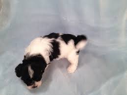 Check out our teddy bear puppies selection for the very best in unique or custom, handmade pieces from our shops. Black And White Teddy Bear Puppies For Sale By An Iowa Breeder