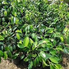 Bodur olanları ise 30 cm kadar oluyor ardıç ağaçları iğneli yapraklıdır. Benjamin Agaci Fidani Ali Botanik