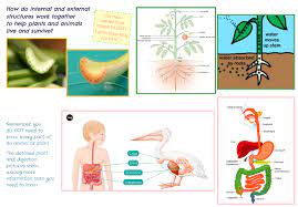 Maybe you would like to learn more about one of these? Twig Science Mod 5 Dq 1 How Do Internal And External Structures Work Together To Help Plants And Animals Live And Survive Diagram Quizlet