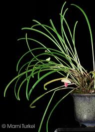 Image result for Polystachya vulcanica