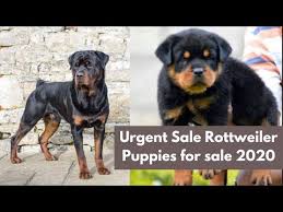 Pets and animals los angeles 300 $ view pictures. Rottweiler Puppies For Sale Near Me Under 500 Dollars 08 2021