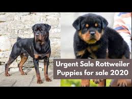 If you are looking to adopt or buy a rottie take a look here! Rottweiler Puppies For Sale Near Me Under 500 Dollars 07 2021