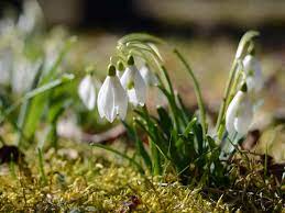 Snowdrops are easy to look after and rarely need watering when growing in the ground, unless the soil dries out during. How To Grow Snowdrops Saga